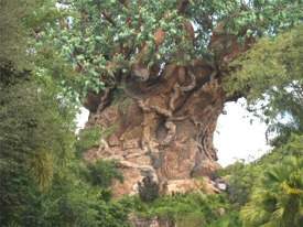 The Tree of Life at Disneys Animal Kingdom Orlando