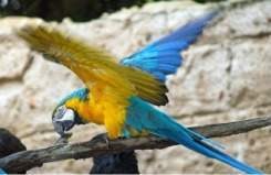 Parrot at Disneys Animal Kingdom Flights of Wonder