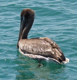 Brown Pelican In The Venice Jetty Channel