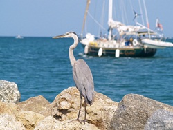Heron and Sailboat on The Venice Florida Jetty