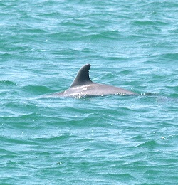 Dolphins off the Venice Florida Jetty