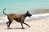 Great Dane on Dog Beach at Brohard Beach Venice Florida