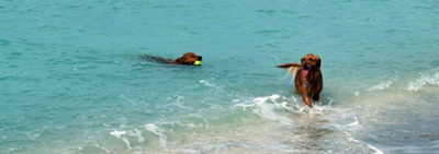 Dog Beach venice Florida