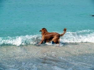 Dog Beach in Venice Florida on the Gulf of Mexico