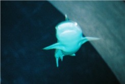 One of the Sharks at the Florida Aquarium