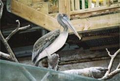 Florida Aquarium pelican