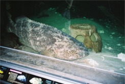 A Goliath grouper at the Florida Aquarium in Tampa