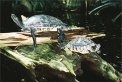 Turtles at the Florida Aquarium