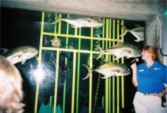 Divers in the shark tank at the Florida Aquarium in Tampa