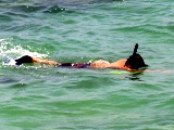 Florida snorkeling around Sarasota