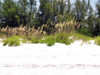 Sand dunes on Lido Key Beach