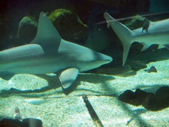 Sharkz in The Shark Zone Tank in Sarasota's Mote Aquarium