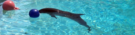 Dolphin at Mote Aquarium Sarasota