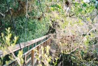 Tree top level on the Myakka Canopy Walkway