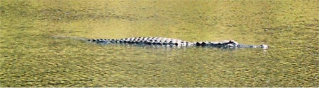 An alligator swimming in the lagoon at Myakka State Park