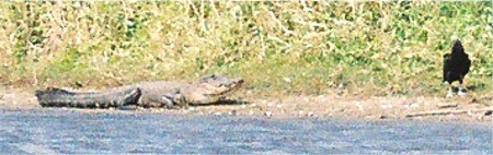 American Alligator resting on the shore at Myakka Park