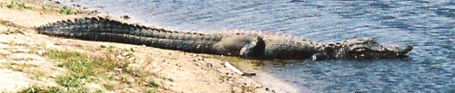 Myakka alligators basking in the Florida sun