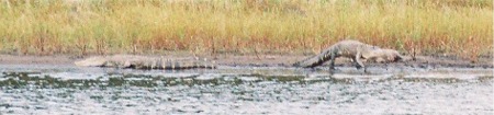Alligators walking into Myakka Lake in Florida