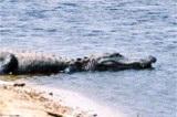 Alligator on shore at Myakka River State Park