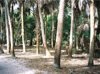 Nature Trail at Myakka State Park Florida