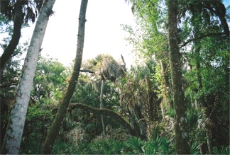 The Palm Trees in the Nature Trail of Myakka Park