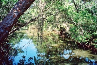 The creek at Oscar Scherer State Park Sarasota County