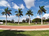 The Palm Trees of Payne Park Sarasota Florida