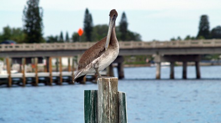 Florida Pelican Florida Pelican