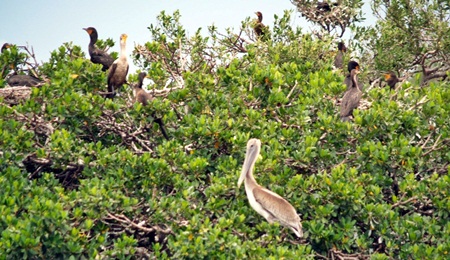 Pelicans in a sanctuary on the intracoastal near Sarasota Florida