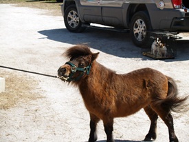 Miniature horse at Sarasota Pet Festival