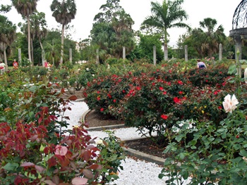 The Mable Ringling Rose Garden on the Ringling Museum Grounds in Saraota, Florida