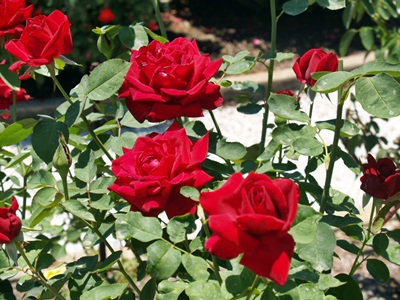 Mable Ringling's Rose Garden on the grounds of the Ringling Estate.