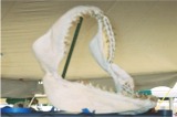Sharks tooth festival Venice Florida