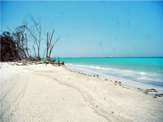 Trees at beachside Whitney Beach Longboat Key Florida