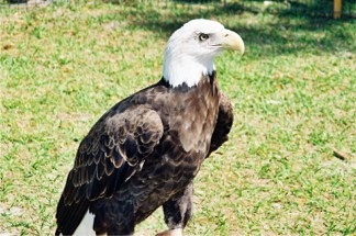 Sarasota Earth Day featuring the Bald Eagle at Oscar Scherer Park in Sarasota Florida