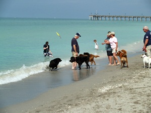 Dog Friendly Beach Venice Florida