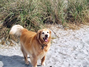 In the sand dunes at Dog Beach aka Broahrd Beach vemice Florida