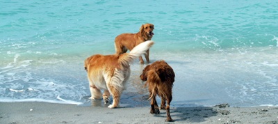 Brohard Beach called Dog Beach Venice Florida