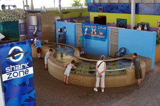 Mote Aquariums contact cove where you can interact with sea life