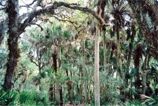 The Hammock Palms on the nature trail at Myakka River State Park