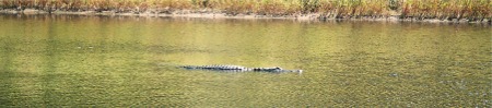 An American Alligator in the lagoon at Myakka Park