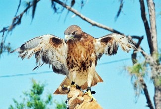 Red Tail Hawk at Oscar Scherer Park Sarasota Earth Day